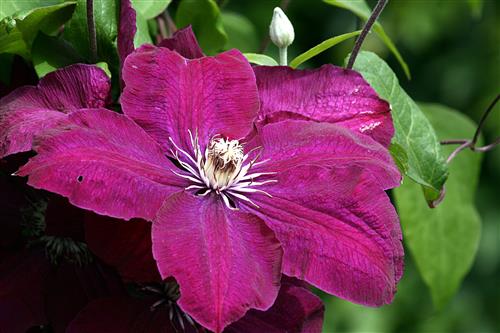 clematis__rouge_cardinal__dybrøde_fløjelsagtige_blomster__leveres_med_potte__storblomstrende__mp-34_