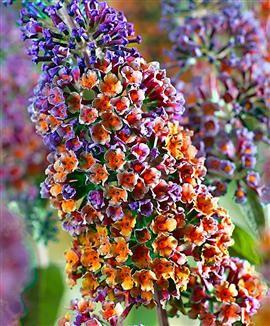 sommerfuglebusk__flower_power_med_c2_klump_eller_potte_buddleja_davidii_mp35_