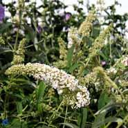 sommerfuglebusk__white_profusion__hvid__buddleja_davidii_