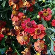 solbrud__helenium__moerheim_beauty_