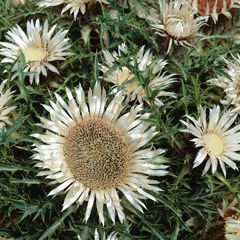 bakketidsel__carlina__store_hvide_blomster__acaulis_simplex_