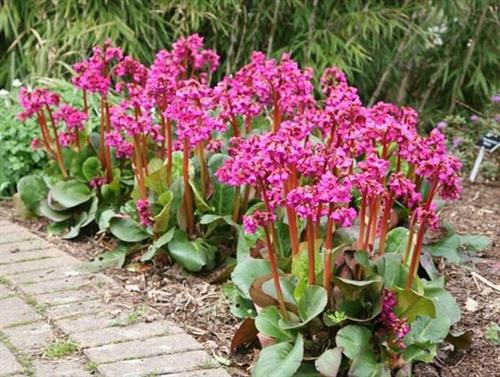 kÆmpestenbrÆk__bergenia_purpurascens_