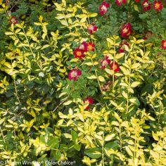 benved__emerald_gold__1530_cm_med_potte__euonymus_fortunei_emerald_gold__