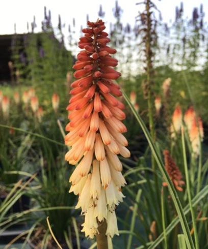 raketblomst__kniphofia_orange_vanilla_popsicle