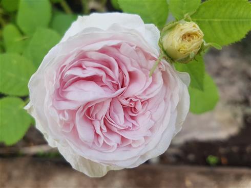 felicite_parmentier__lysrosa__historiske_roser_