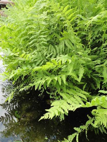 kærmangeløv__thelypteris_palustris