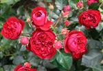 Krukke roser Roser 