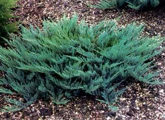 enebær__blue_chip__1020_cm_flergrenet_med_p9_potte__juniperus_horizontalis__