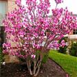 Magnolia Træer-Buske