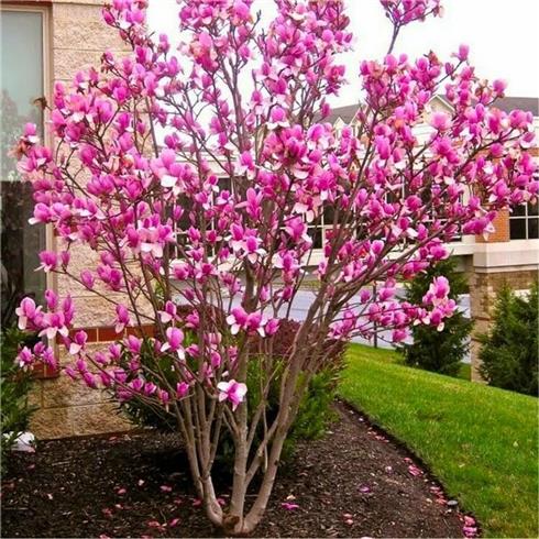 magnolia__soulangeana__rustica_rubra__175-200_cm_med_klump_