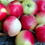 sunrise_malus_domestica_æble__