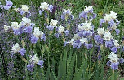 iris__pumila__snow_orchid_