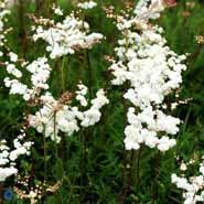 mjødurt__filipendula__vulgaris__plena_