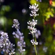 lavendel__rosarøde_blomster_i_1_l__potter___lavandula__angustifolia__rosea_