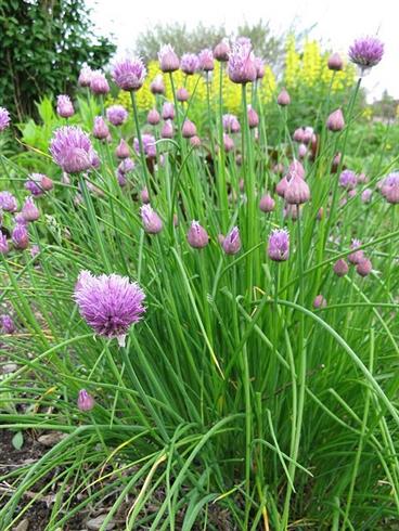 purløg__allium_schoenoprasum_