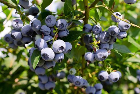 blåbær__spartan__leveres_i_potte__frugtbusk__mellemstore_blåsorte_bær_med_mørkt_kød__modnes_når_de_er_7-8_måneder__mp-34__vaccinium_corymbosum__