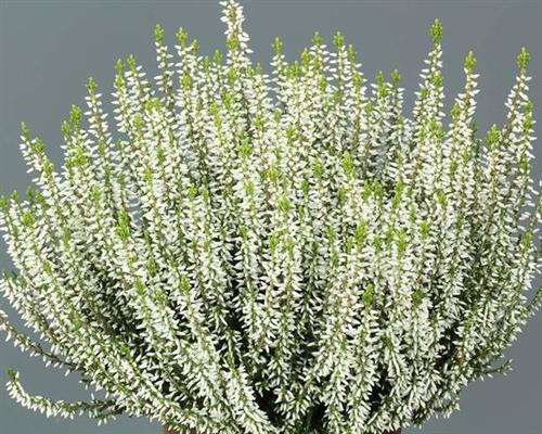 lyng__efterårslyng__elisa__hvid__calluna__vulgaris__leveres_i_p5_potte_