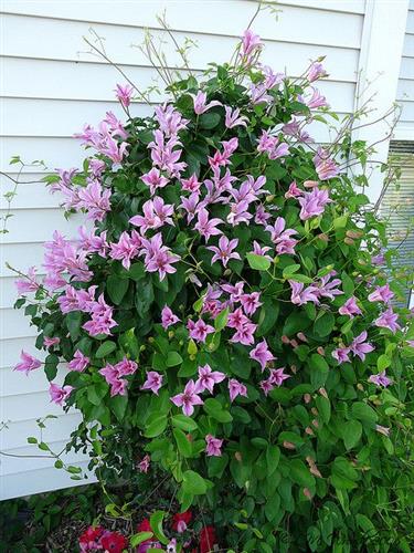 clematis__texensis__duchess_of_albany__rosa_med_striber__leveres_med_potte__småblomstrende__tulipanligende_blomst__mp-34_