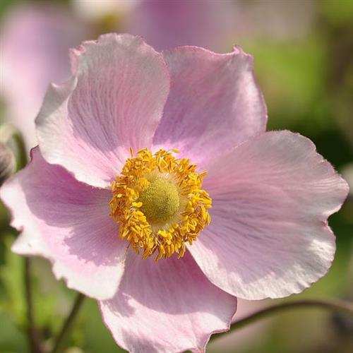 anemone__hybrida__bowles_pink_