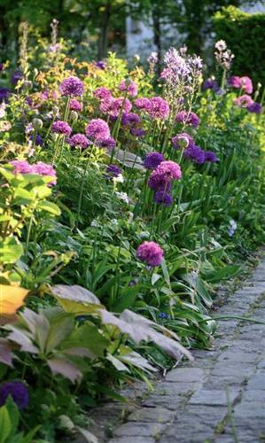 prydlØg__allium__aflatunense_