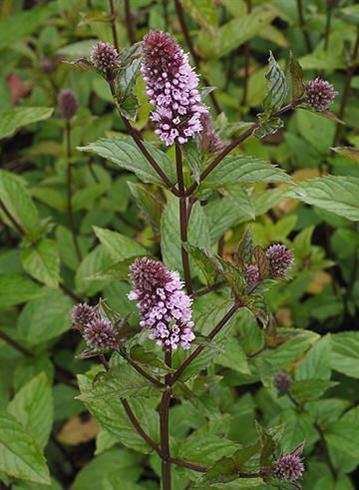 pebermynte__mentha_x_piperita_