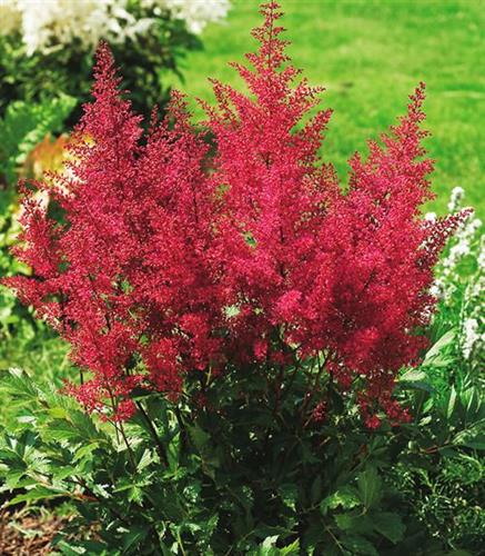 astilbe__montgomery_