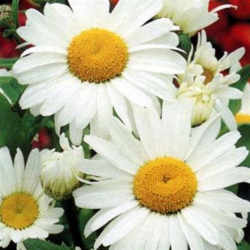 marguerit__leucanthemum_polaris