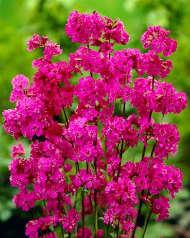 tjærenellike__lychnis_viscaria_splendens