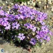 lyngfloks__små_purpurlilla_blomster__phlox__subulata__purple_beauty_