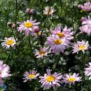 rosenkrave__tanacetum__coccineum__robinsons_pink_