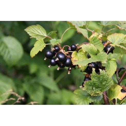 jostabær__ribs__solbær__josta__frugtbusk__små_sorte_frugter_