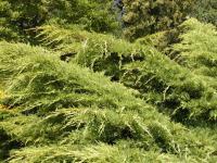 enebær__aurea__pfitzeriana_aurea_juniperus_chinensis__haveplanter__bundækkeplanter__