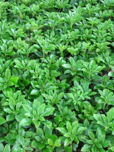 vinterglans__pachysandra_terminalis_green_carpet