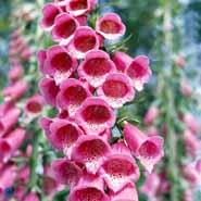 fingerbøl__digitalis__purpurea_