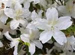 Tilbud Azalea Rhododendron