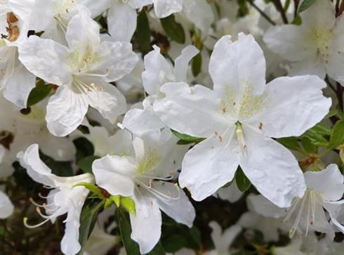 azalea__hvid__leveres_i_p12_potte__white_lady_