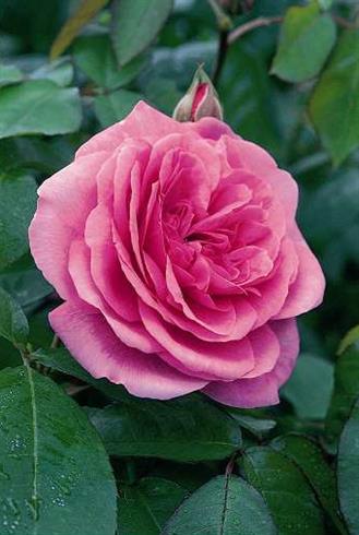 gertrude_jekyll__pink__engelsk_rose__