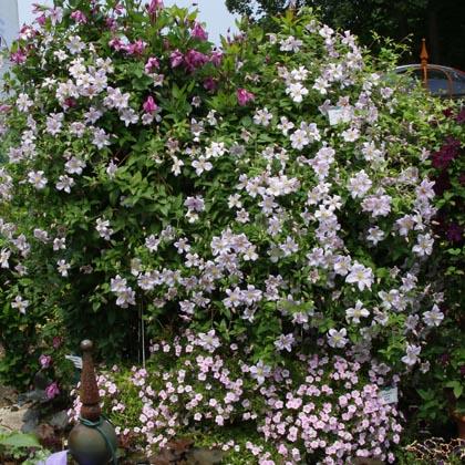 clematis__viticella__entel__hvid_med_lilla_skær__leveres_med_potte__småblomstrende__mp-34__