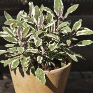 salvie__brogetbladet__små_blålilla_blomster__salvia_officinalis__tricolor_