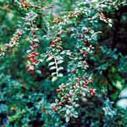 dværgmispel___vifte_dværgmisbel_overhæng__stedsegrøn__3050_cm__med_klump_el__potte__cotoneaster_divaricatus__bivenlige_planter_