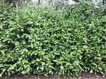Buksbum Haveplanter