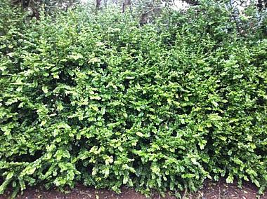 buksbom__hvidbroget__1520_cm_med_potte__buxus_sempervirens_elegans_
