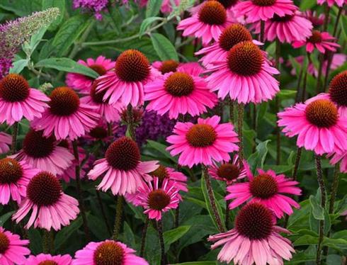 solhat__echinacea_sensation_pink