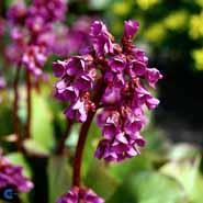 bergenia__kæmpestenbræk__mørkerøde_blomster__cordifolia_purpurea_