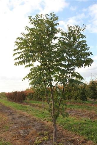 kinesisk_mahogni__toona_sinensis__leveres_i_05l_potte_