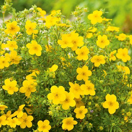 potentil__goldfinger__potentilla_fruticosa_