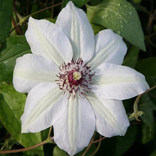 clematis__miss_bateman__cremehvid__leveres_med_potte__storblomstrende__mp-34_