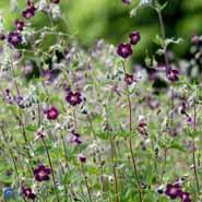 bølgekronet_storkenæb__mellemstore_sorte_blomster__geranium__phaeum__