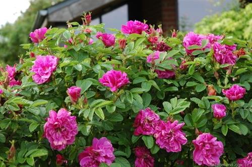 rosa_hansa__violetrød__tynd_model__buskrose__hansa-rosa_rugosa__leveres_barrodet__busk-_og_parkrose__