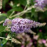 sommerfuglebusk__lochnich__lysviolet__buddleja_davidii__